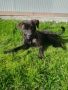 REGALO Atena mix cane corso 25 kg cerca casa!